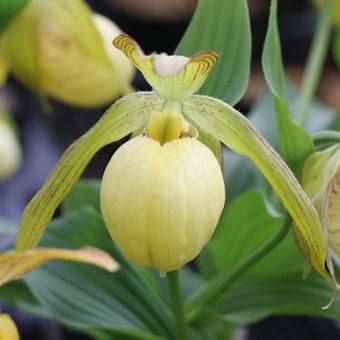 ファスキオラーツム×セガワイ花1芽葉1芽株 - 岩崎園芸ネットストア