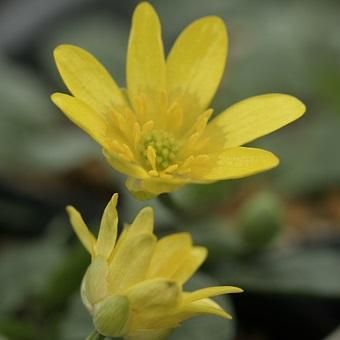 姫リュウキンカ 山野草 高山植物の通信販売店 岩崎園芸ネットストア 姫リュウキンカ 山野草 高山植物の通信販売店 岩崎園芸ネットストア