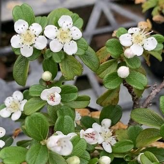 カマツカコケモモ - 岩崎園芸ネットストア