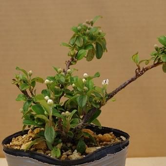 カマツカコケモモ 山野草 高山植物の通信販売店 岩崎園芸ネットストア カマツカコケモモ 山野草 高山植物の通信販売店 岩崎園芸ネットストア