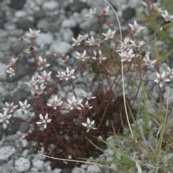 クモマユキノシタ 山野草 高山植物の通信販売店 岩崎園芸ネットストア クモマユキノシタ 山野草 高山植物の通信販売店 岩崎園芸ネットストア