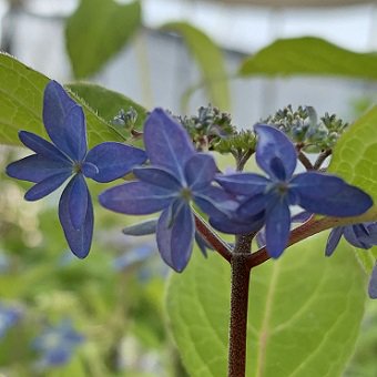 ヤマアジサイ「久住の花火」 - 岩崎園芸ネットストア