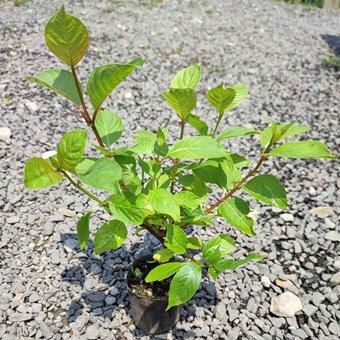 タニワタリノキ　コケ順いいです タニワタリノキ コケ順いいです 咲かなかった「谷渡りの木