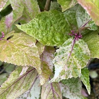 斑入りコムラサキ 山野草 高山植物の通信販売店 岩崎園芸ネットストア 斑入りコムラサキ 山野草 高山植物の通信販売店 岩崎園芸ネットストア