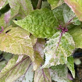 斑入りコムラサキ 山野草 高山植物の通信販売店 岩崎園芸ネットストア