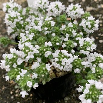 白花イブキジャコウソウ - 岩崎園芸ネットストア