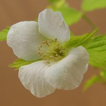 シロヤマブキ 山野草 高山植物の通信販売店 岩崎園芸ネットストア