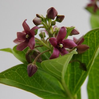 黒花イヨカズラ 山野草 高山植物の通信販売店 岩崎園芸ネットストア