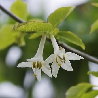 ウグイスカズラ 山野草 高山植物の通信販売店 岩崎園芸ネットストア