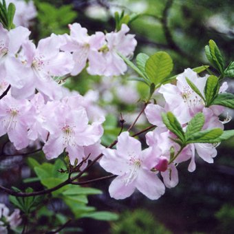 黒船ツツジ苗4寸 - 岩崎園芸ネットストア