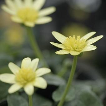 ヒメリュウキンカ コーヒークリーム 山野草 高山植物の通信販売店 岩崎園芸ネットストア