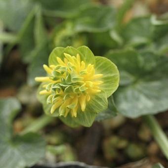 ヒメリュウキンカ サラダボール 山野草 高山植物の通信販売店 岩崎園芸ネットストア ヒメリュウキンカ サラダボール 山野草 高山植物の通信販売店 岩崎園芸ネットストア