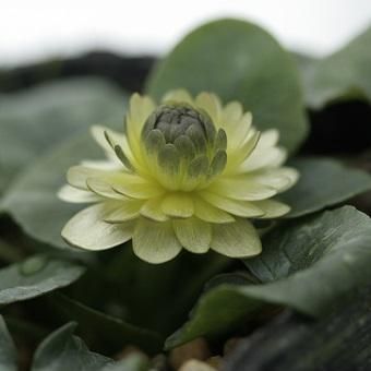 ヒメリュウキンカ ケン アスレット 山野草 高山植物の通信販売店 岩崎園芸ネットストア ヒメリュウキンカ ケン アスレット 山野草 高山植物の通信販売店 岩崎園芸ネットストア