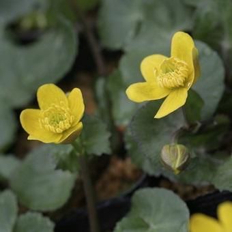 リュウキンカ 山野草 高山植物の通信販売店 岩崎園芸ネットストア