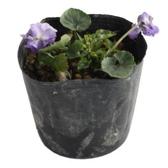 八重咲きニオイスミレ 山野草 高山植物の通信販売店 岩崎園芸ネットストア 八重咲きニオイスミレ 山野草 高山植物の通信販売店 岩崎園芸ネットストア