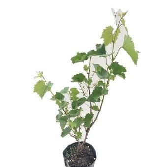 ヤマブドウ　皮　約1.8キロ 一才ヤマブドウ - 岩崎園芸ネットストア