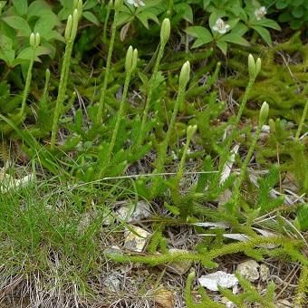 エゾノヒモカズラ - 山野草・高山植物の通信販売店｜岩崎園芸ネットストア