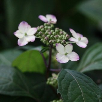 ヤマアジサイ特集 - 山野草・高山植物の通信販売店｜岩崎園芸ネットストア