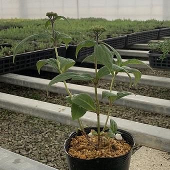 もり子　ヤマアジサイ ヤマアジサイ：ヒダカシンニシキヤマ（日高新錦山）4号ポット の