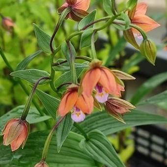 山野草・カキラン苗！画像の斑入り株お届けいたします！一株にて2芽です。ラン苗 アンポカキラン - 岩崎園芸ネットストア