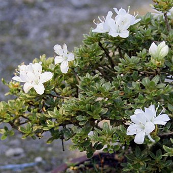 白花八房ミヤマキリシマ - 山野草・宿根草・高山植物販売専門店岩崎園芸ネットストア