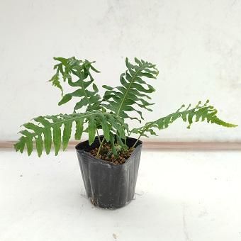 奄美アオネカズラ - シダ・山野草・宿根草・高山植物の通信販売店｜岩崎園芸ネットストア