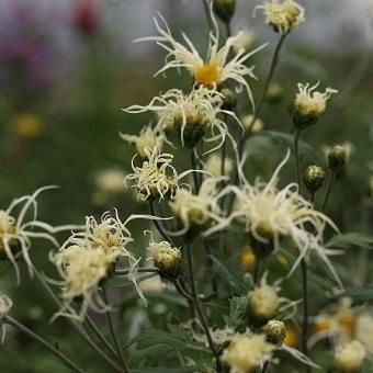 嵯峨菊「雪」 - 岩崎園芸ネットストア