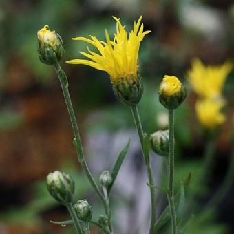 嵯峨菊「鈴虫」 - 岩崎園芸ネットストア