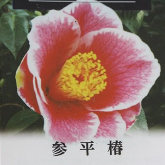 ツバキ「参平椿」3~3.5寸苗 - 岩崎園芸ネットストア