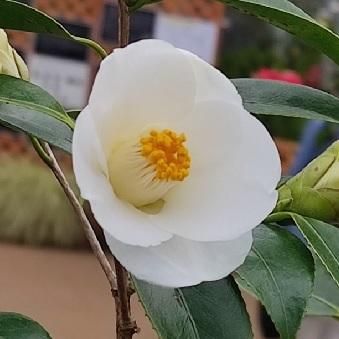 ツバキ「一休」3～3.5寸苗 - 岩崎園芸ネットストア