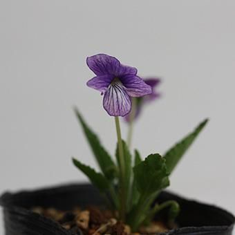 スミレ「丹東」 - 岩崎園芸ネットストア