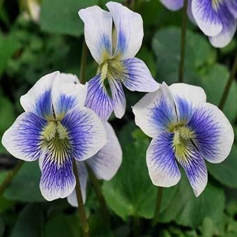 スミレ「プリセアナ」 - 岩崎園芸ネットストア