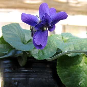 ニオイスミレ「ブレットバイオレット」 - 岩崎園芸ネットストア