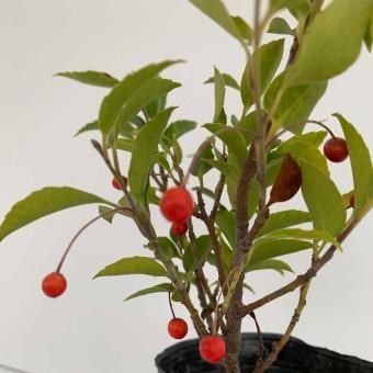 クロソヨゴ3.5寸メス- 山野草・宿根草・高山植物販売専門店岩崎