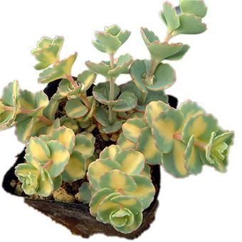 斑入ミセバヤ - 山野草・高山植物の通信販売店｜岩崎園芸ネットストア