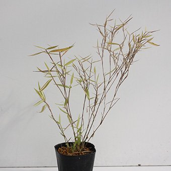 斑入ヒメチク「信濃錦」 山野草・宿根草・高山植物販売専門店岩崎園芸ネットストア