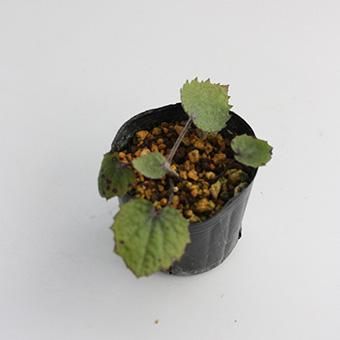 屋久島カンツワブキ- 岩崎園芸ネットストア