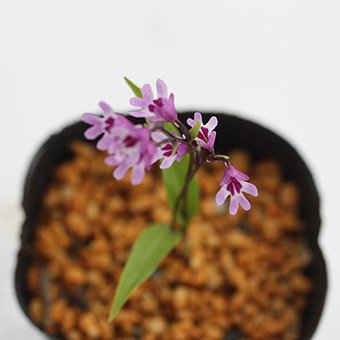 イワチドリ 沢の光-北海道の山野草・宿根草・高山植物販売専門店岩崎園芸ネットストア