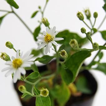 珍味入れ　黄釉グリーン菊葉型珍味入れ10客 珍味入れ 黄釉グリーン菊葉型珍味入れ10客
