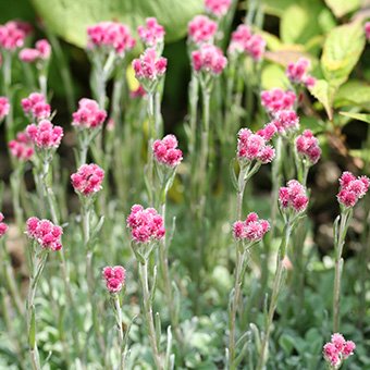 赤花エゾノチチコグサ-山野草・宿根草・高山植物販売専門店岩崎園芸ネットストア