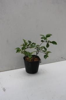 ツルウメモドキ - 山野草・高山植物の通信販売店｜岩崎園芸