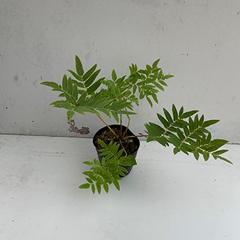 ヤシャゼンマイ- シダ・山野草・宿根草・高山植物販売専門店｜岩崎園芸ネットストア