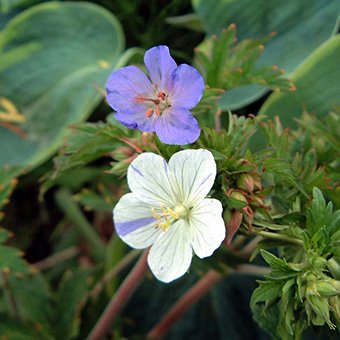 ゲラニウム　プラテンセ　ストリアタム - 山野草・高山植物の通信販売店｜岩崎園芸ネットストア