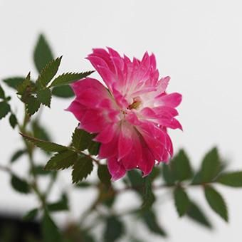 【貴重美品】湖に咲く薔薇 湖に咲く薔薇 - バトルスピリッツ wiki