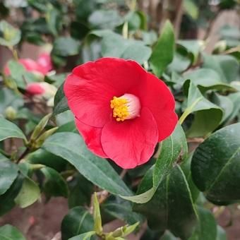 ツバキ「対馬の娘」3寸苗