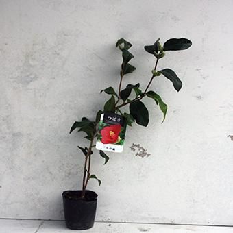 ツバキ「対馬の娘」3寸苗