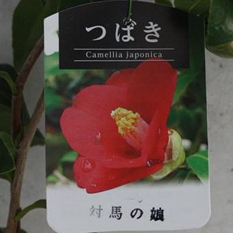 対馬の娘　椿 ツバキ「対馬の娘」3寸苗