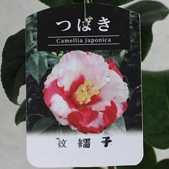 ツバキ「紋繻子」3寸苗 ツバキ「紋繻子」3寸苗