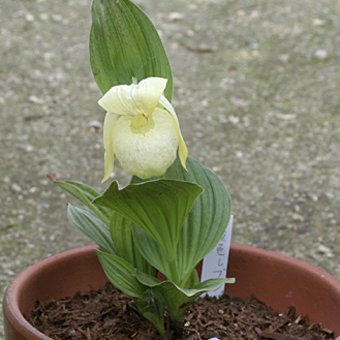 レブンアツモリソウ-アツモリソウ・野生ラン・高山植物販売専門店岩崎 ...