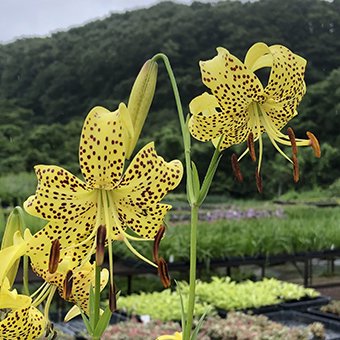 いろいろ球根植物特集！！ - 山野草・高山植物の通信販売店｜岩崎園芸